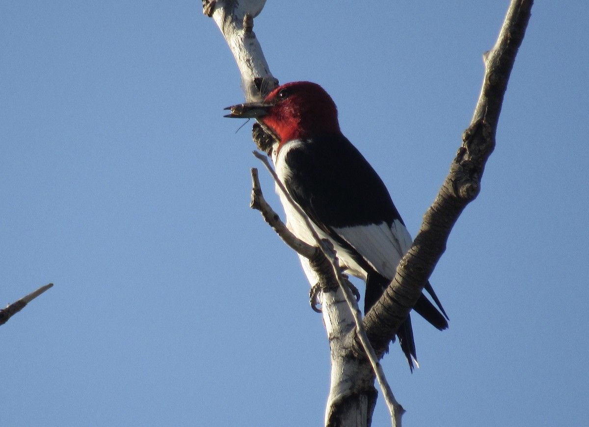 Red-headed Woodpecker - ML366727581
