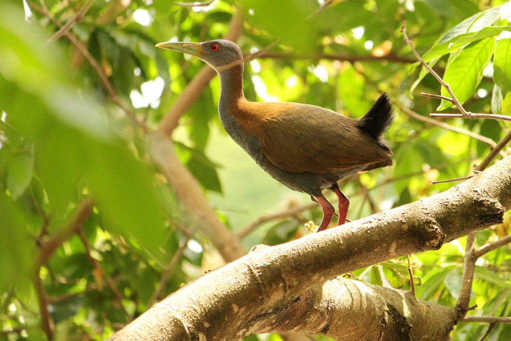 Slaty-breasted Wood-Rail - ML36672771