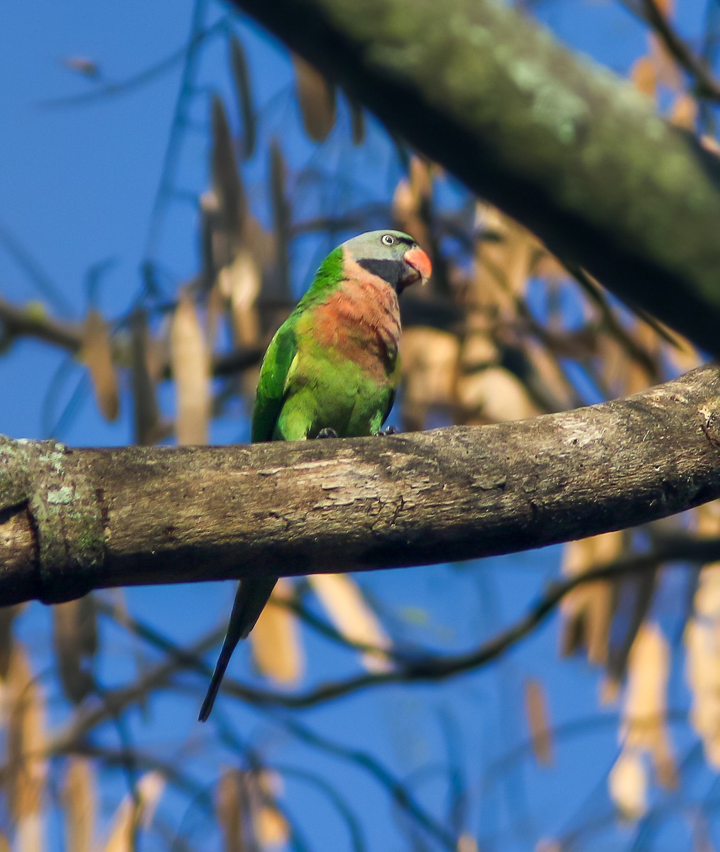 Red-breasted Parakeet - ML366728031