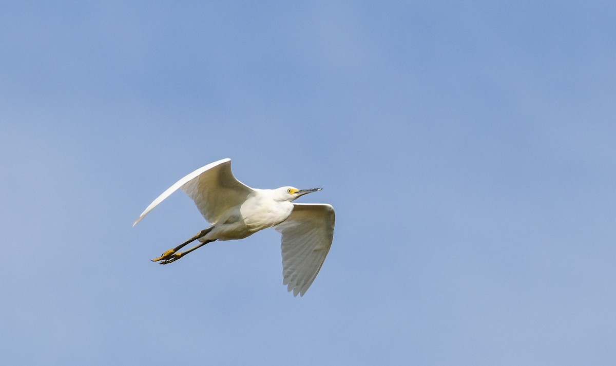 Snowy Egret - Randy Schiller