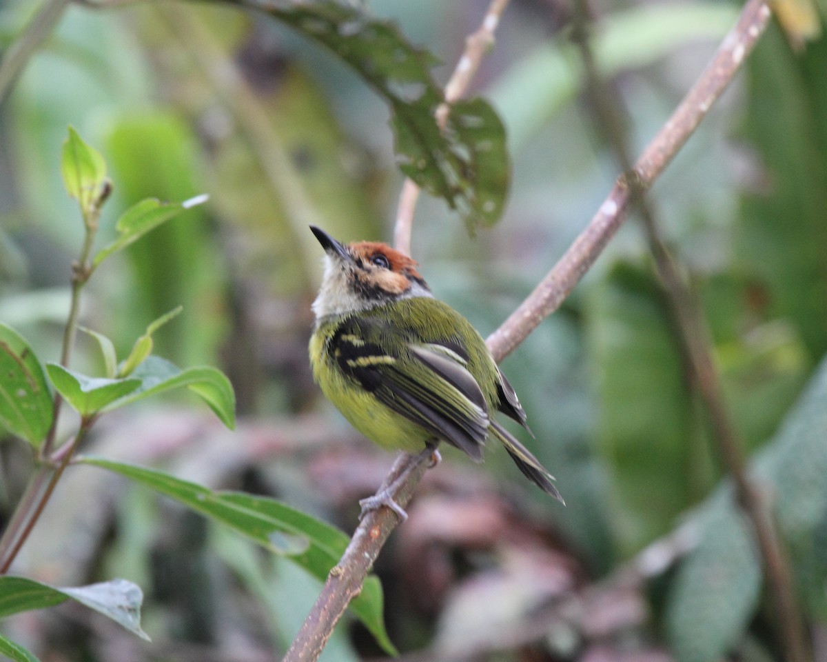 Rufous-crowned Tody-Flycatcher - Mike V.A. Burrell