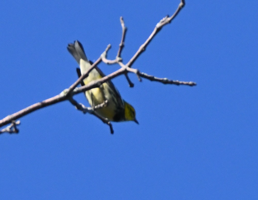 Black-throated Green Warbler - FELIX-MARIE AFFA'A