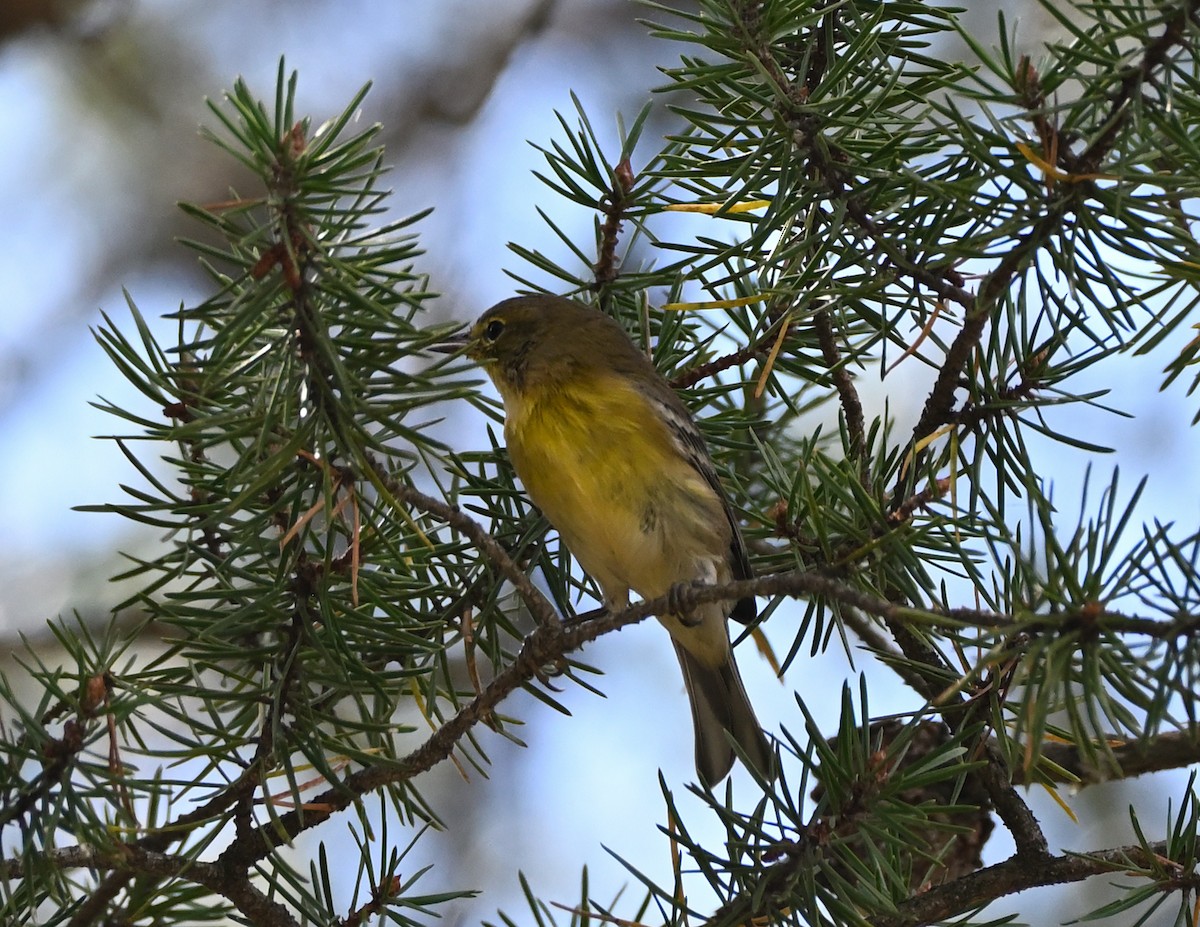 Pine Warbler - ML366729181