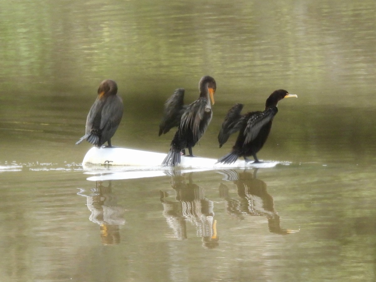 Double-crested Cormorant - ML366732851