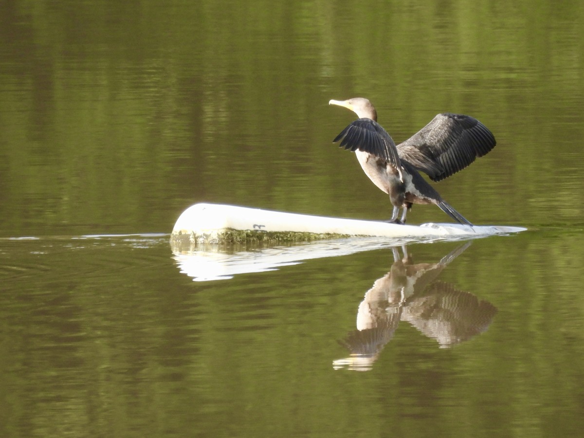 Double-crested Cormorant - ML366732921