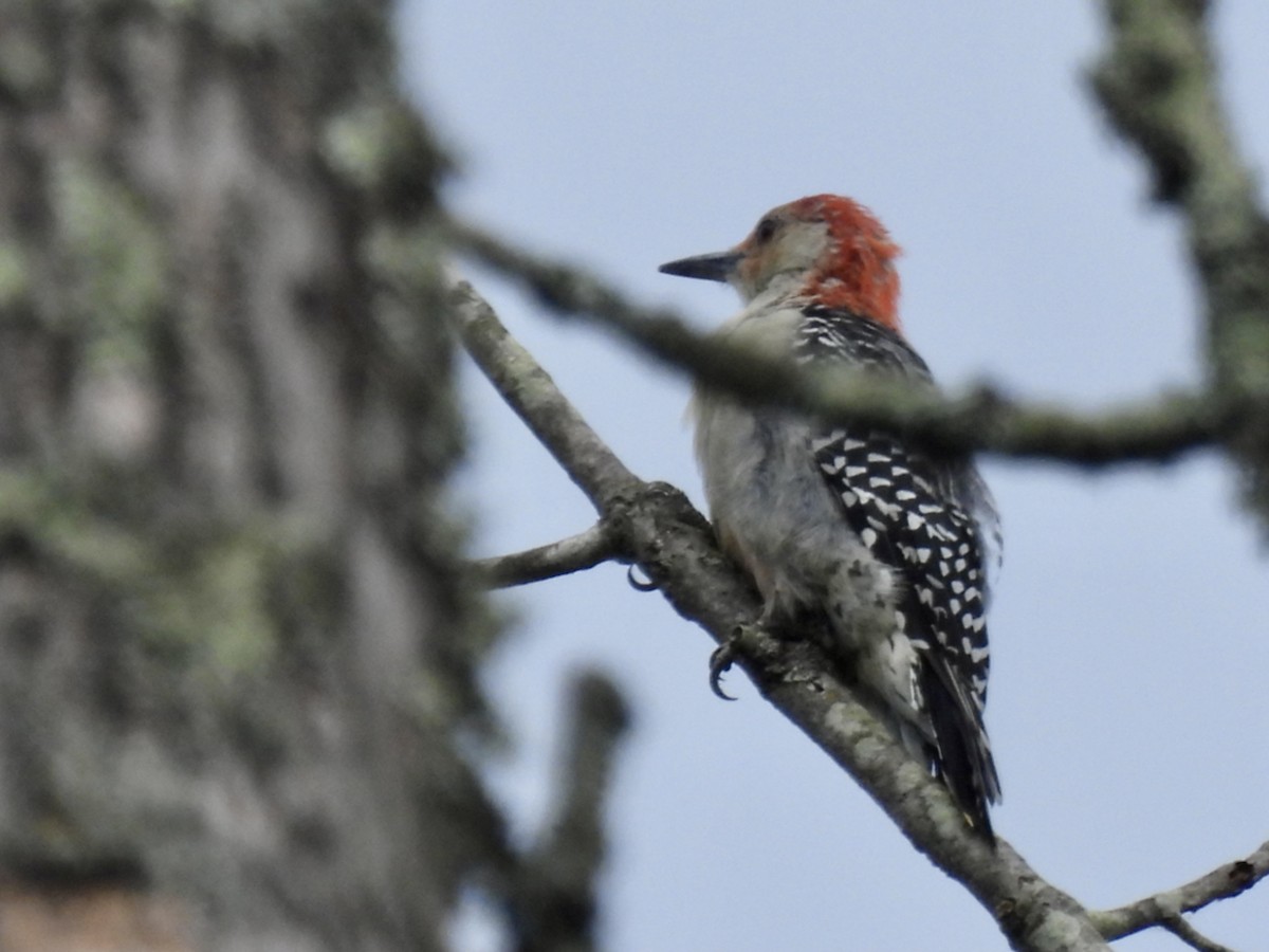 Red-bellied Woodpecker - Mary Pat Bozel