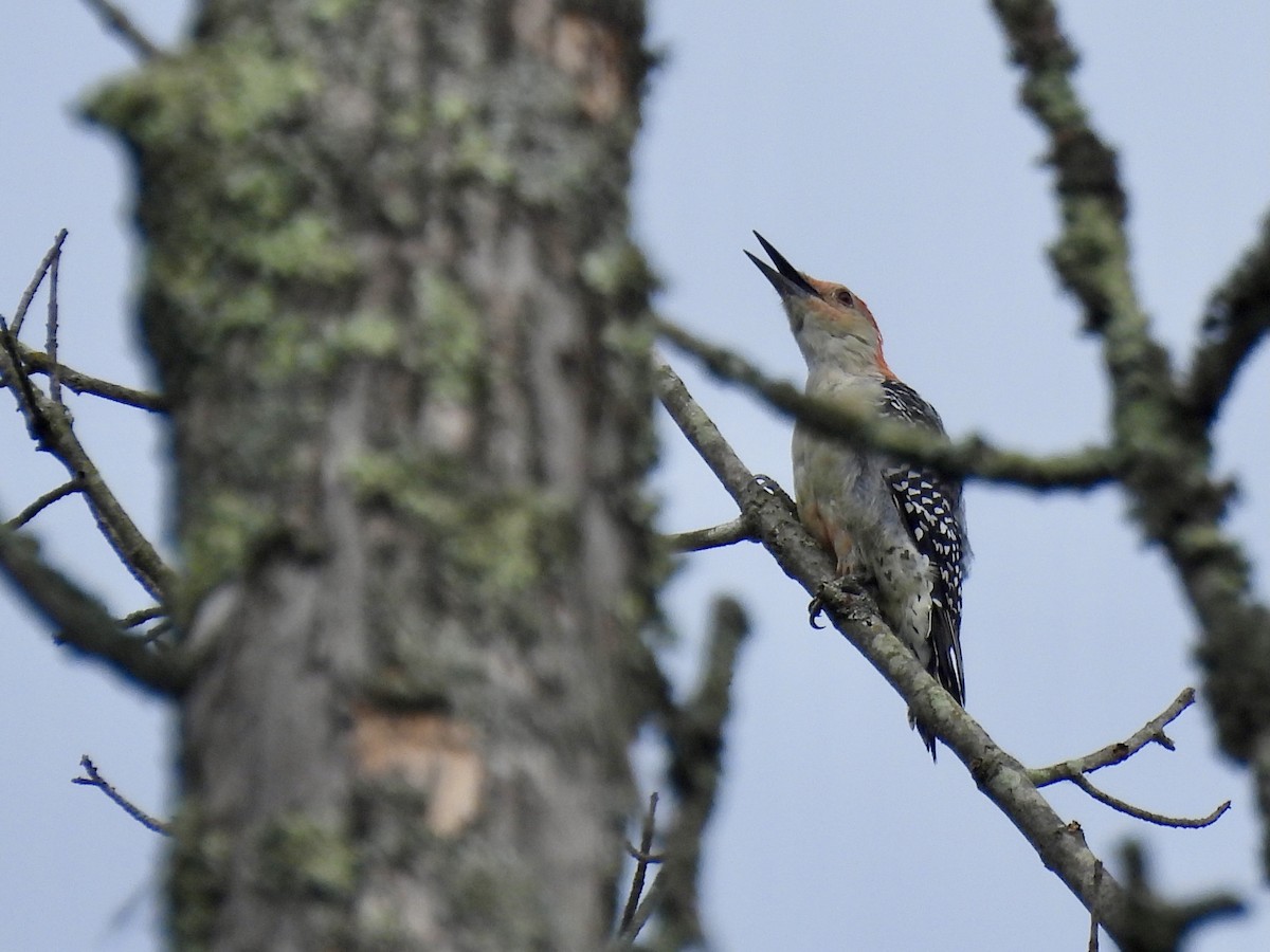 Red-bellied Woodpecker - Mary Pat Bozel