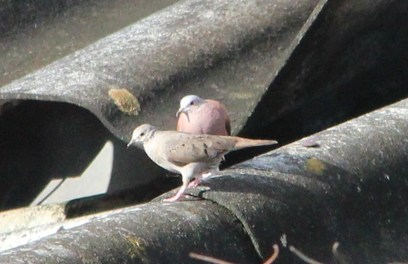 Ruddy Ground Dove - ML36673361