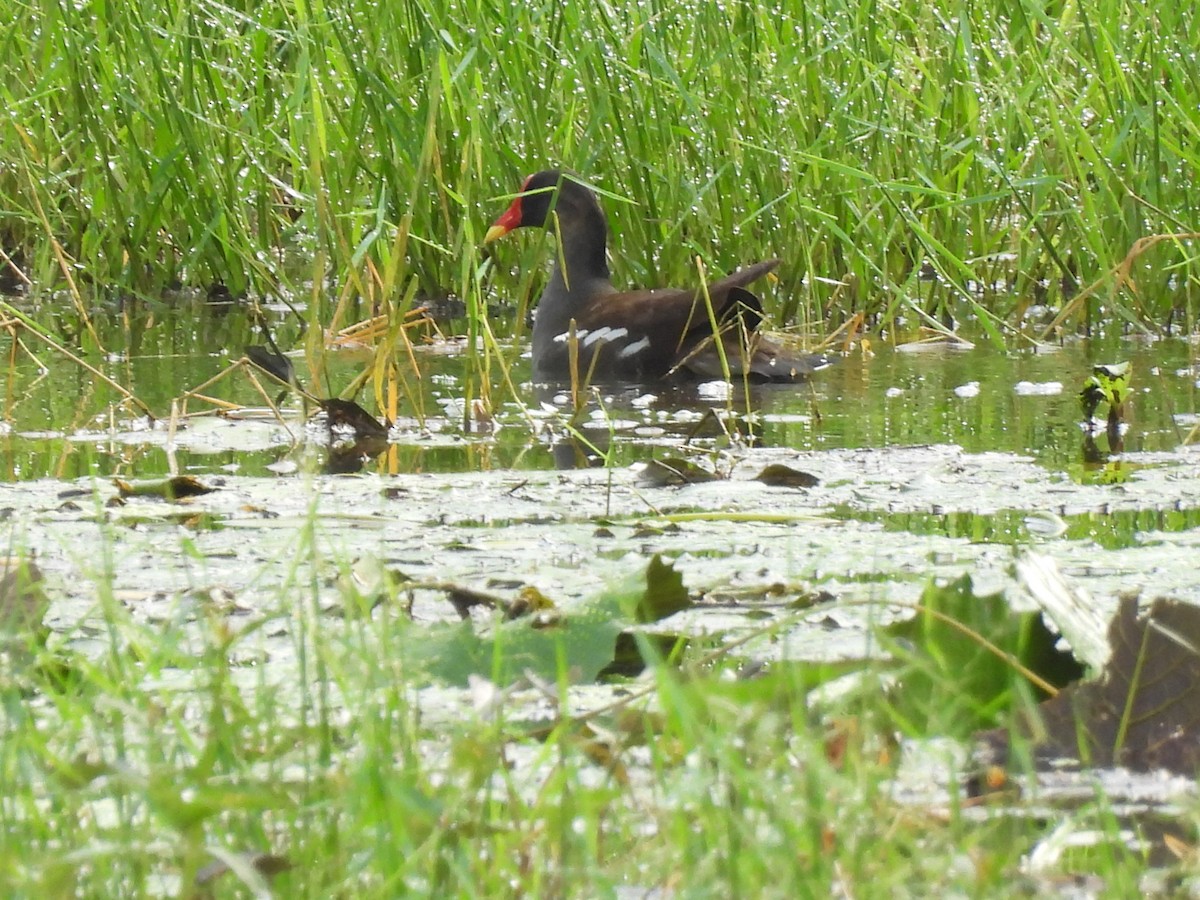 Eurasian Moorhen - ML366735011