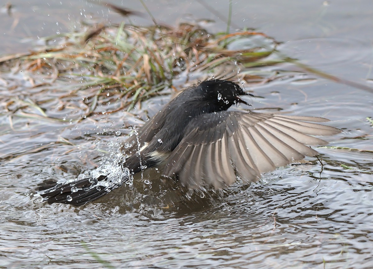 Willie-wagtail - Nev Ball