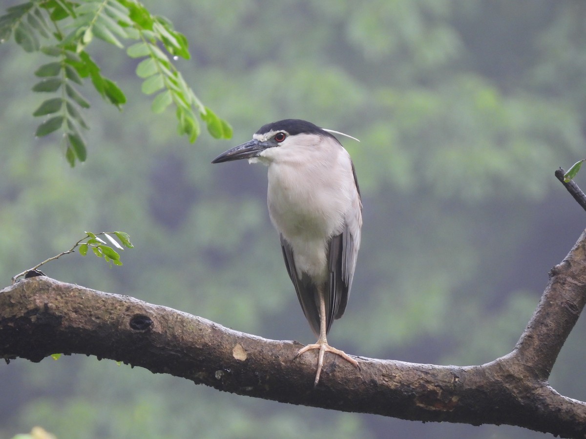 Black-crowned Night Heron - ML366735171