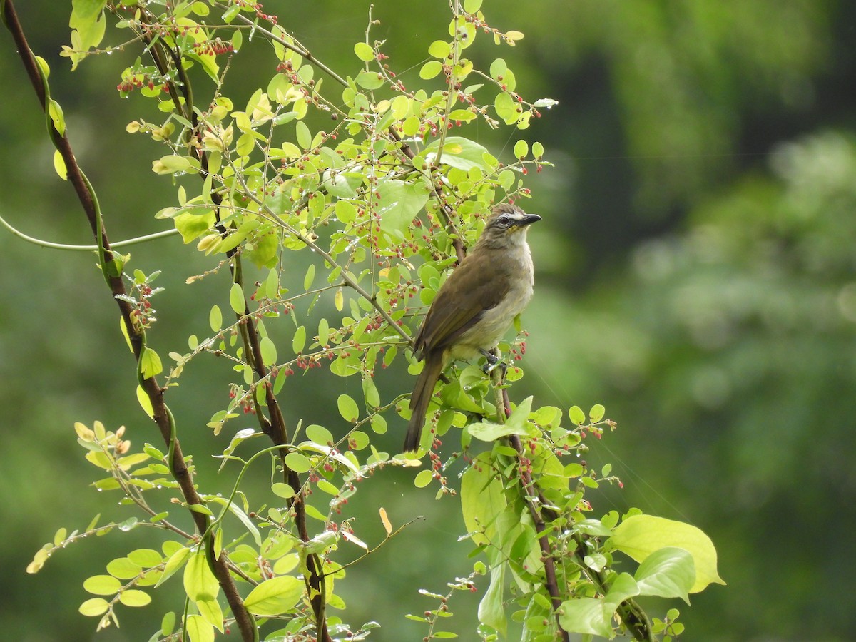 White-browed Bulbul - ML366735351