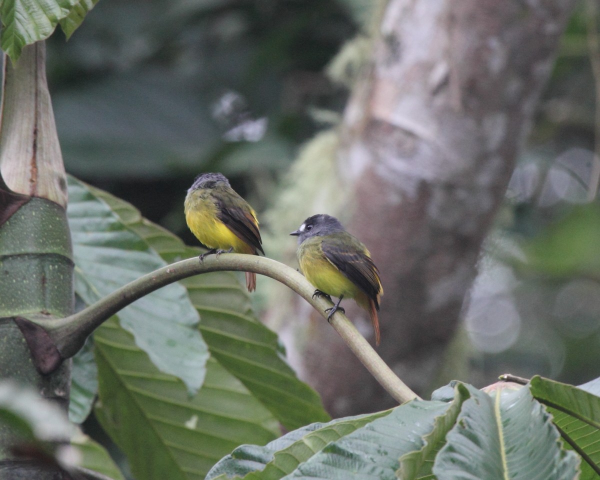 Ornate Flycatcher - ML36673741