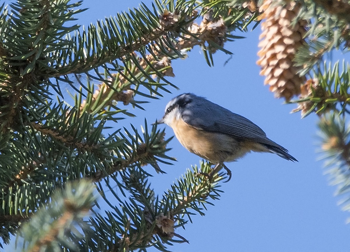 Red-breasted Nuthatch - ML366737411