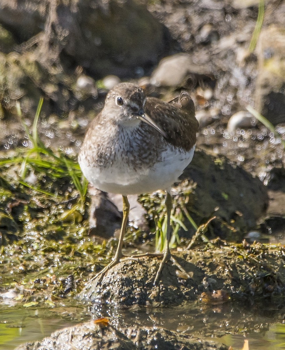 Solitary Sandpiper - ML366737791