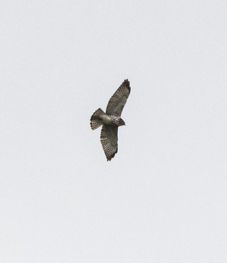 Red-tailed Hawk - ML366737981