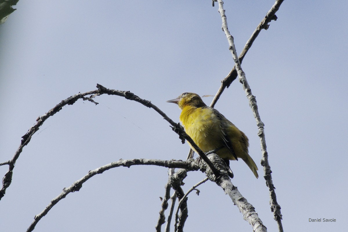 Baltimore Oriole - ML366738281