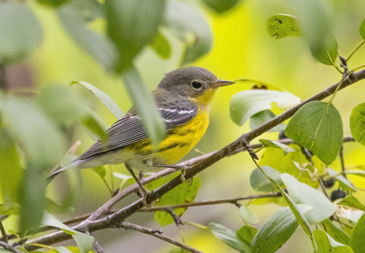 Magnolia Warbler - ML366738451