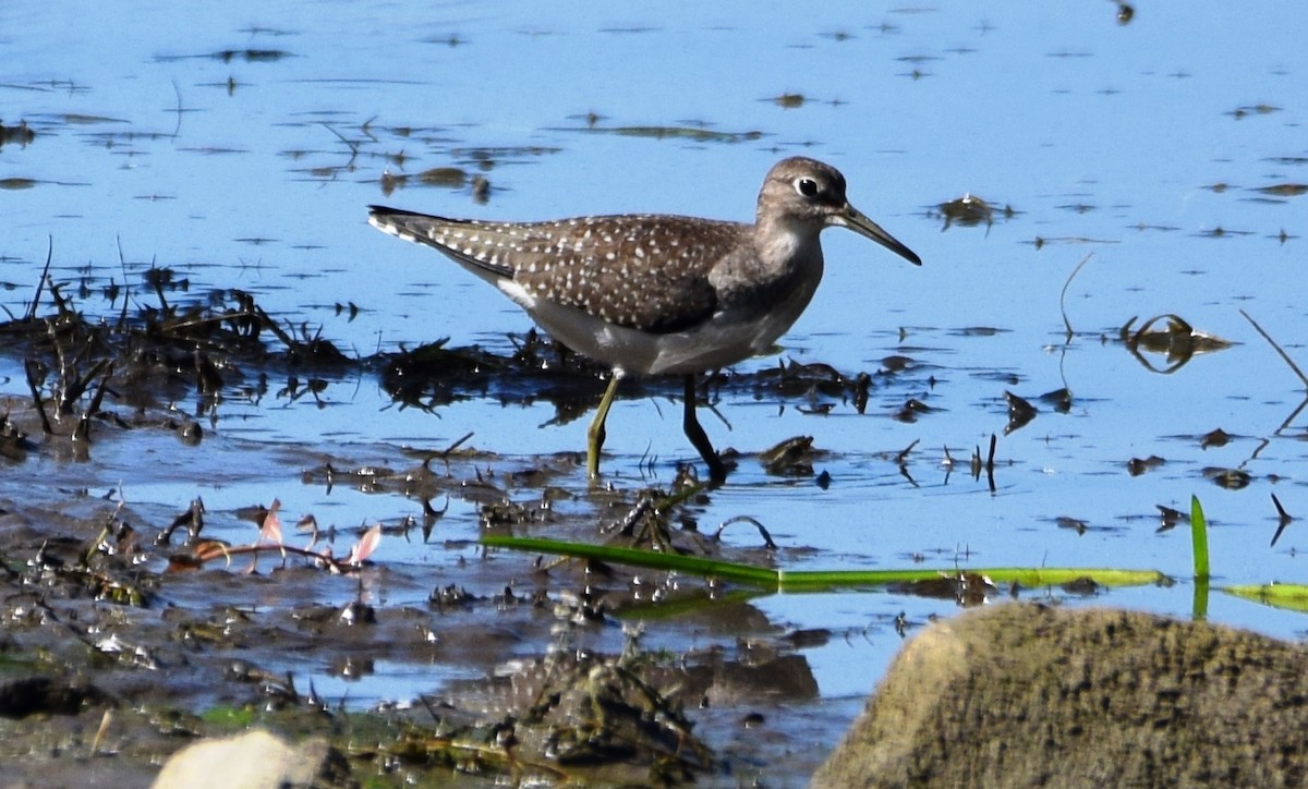 Solitary Sandpiper - ML366738901