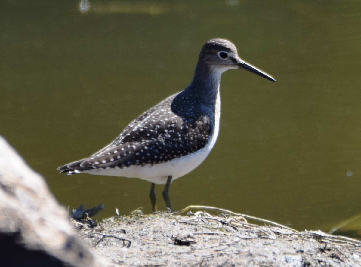 Solitary Sandpiper - ML366738951
