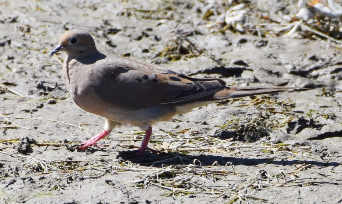 Mourning Dove - ML366739001