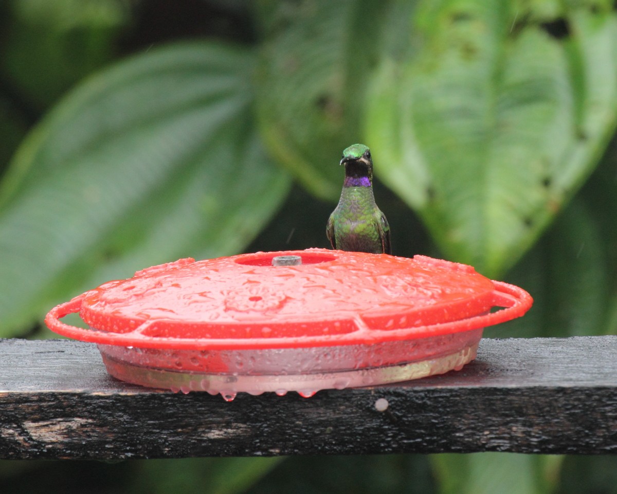 kolibřík zelenoprsý - ML36673961