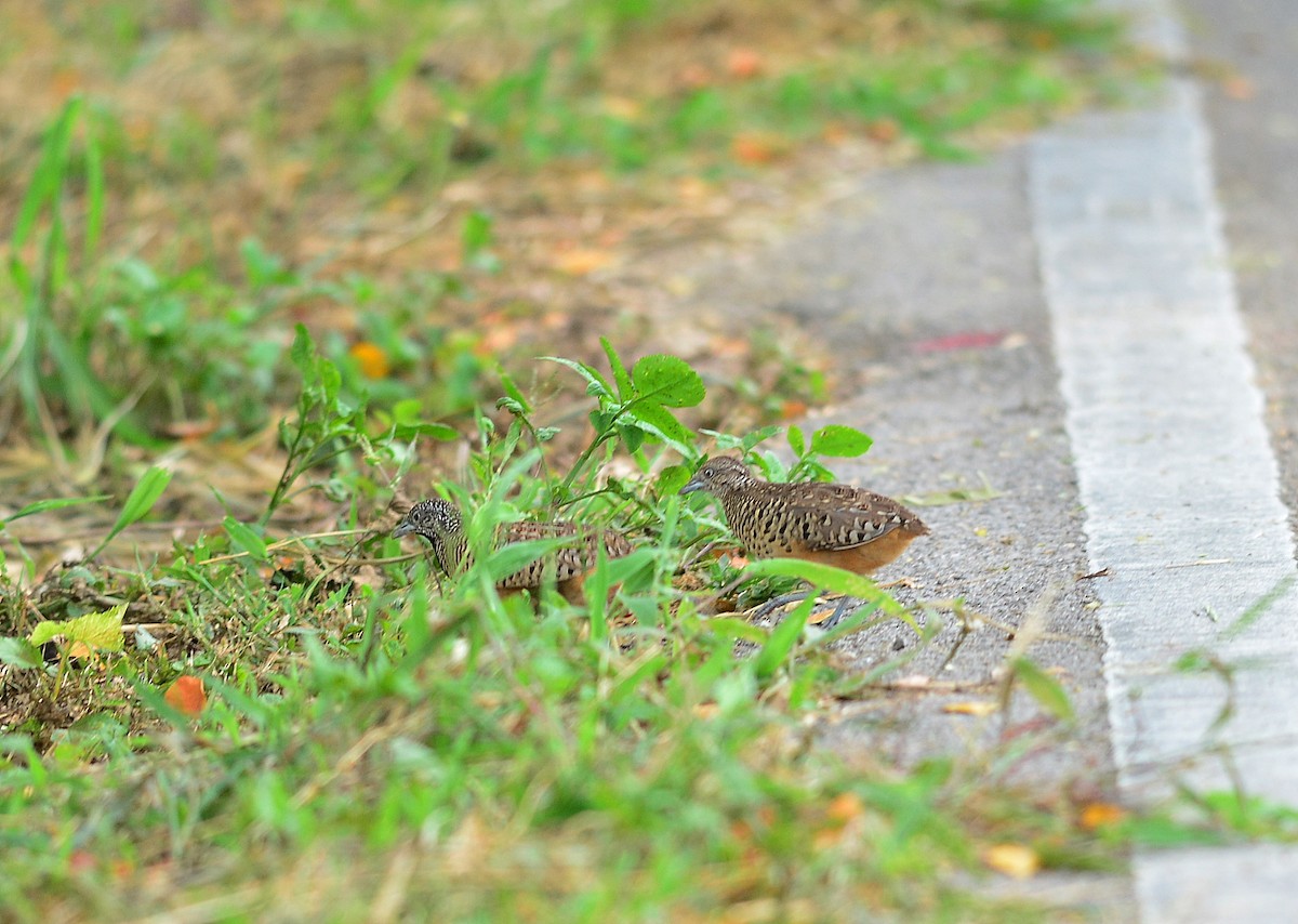 Barred Buttonquail - ML366739701