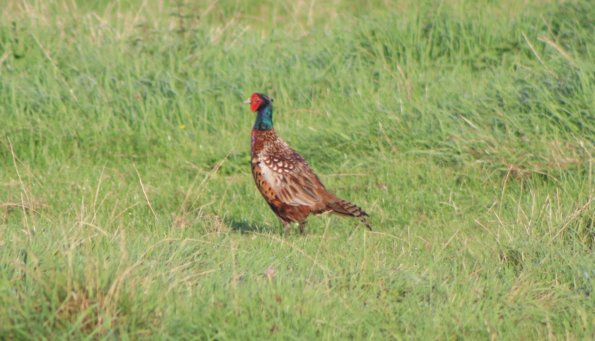 Ring-necked Pheasant - ML366740341