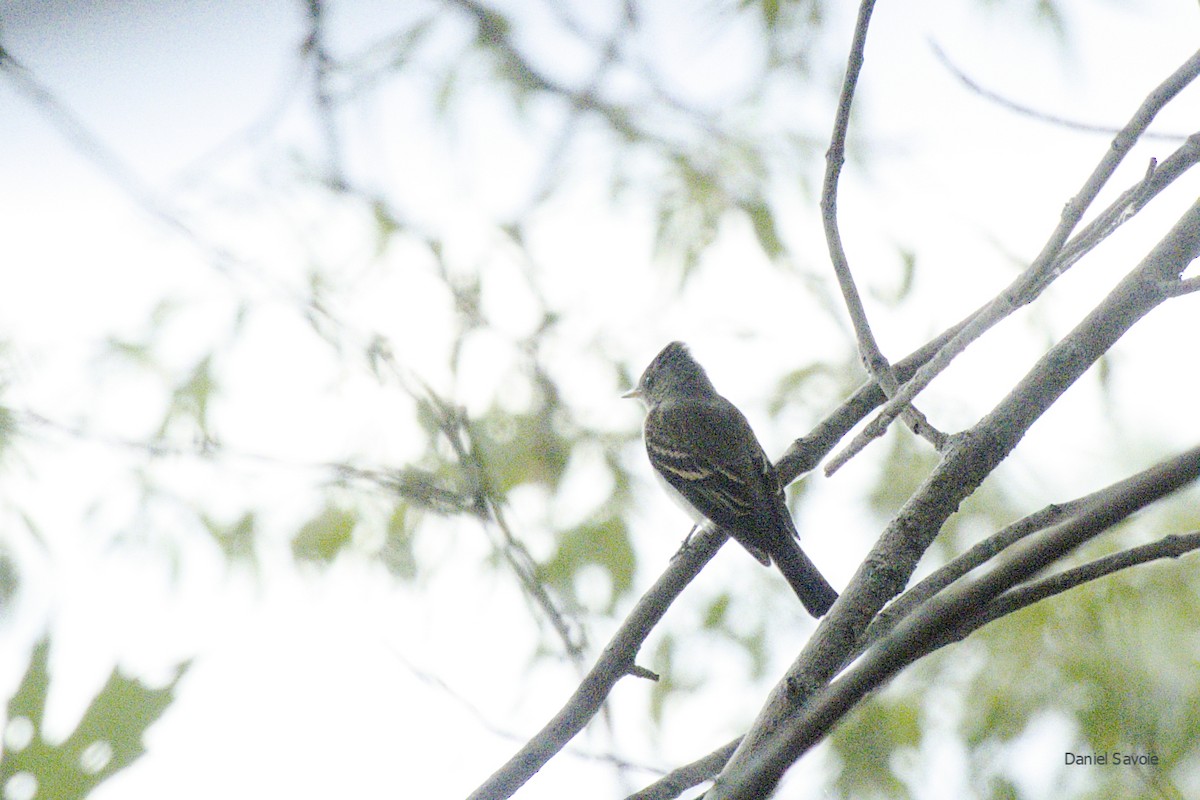 Eastern Wood-Pewee - ML366740611