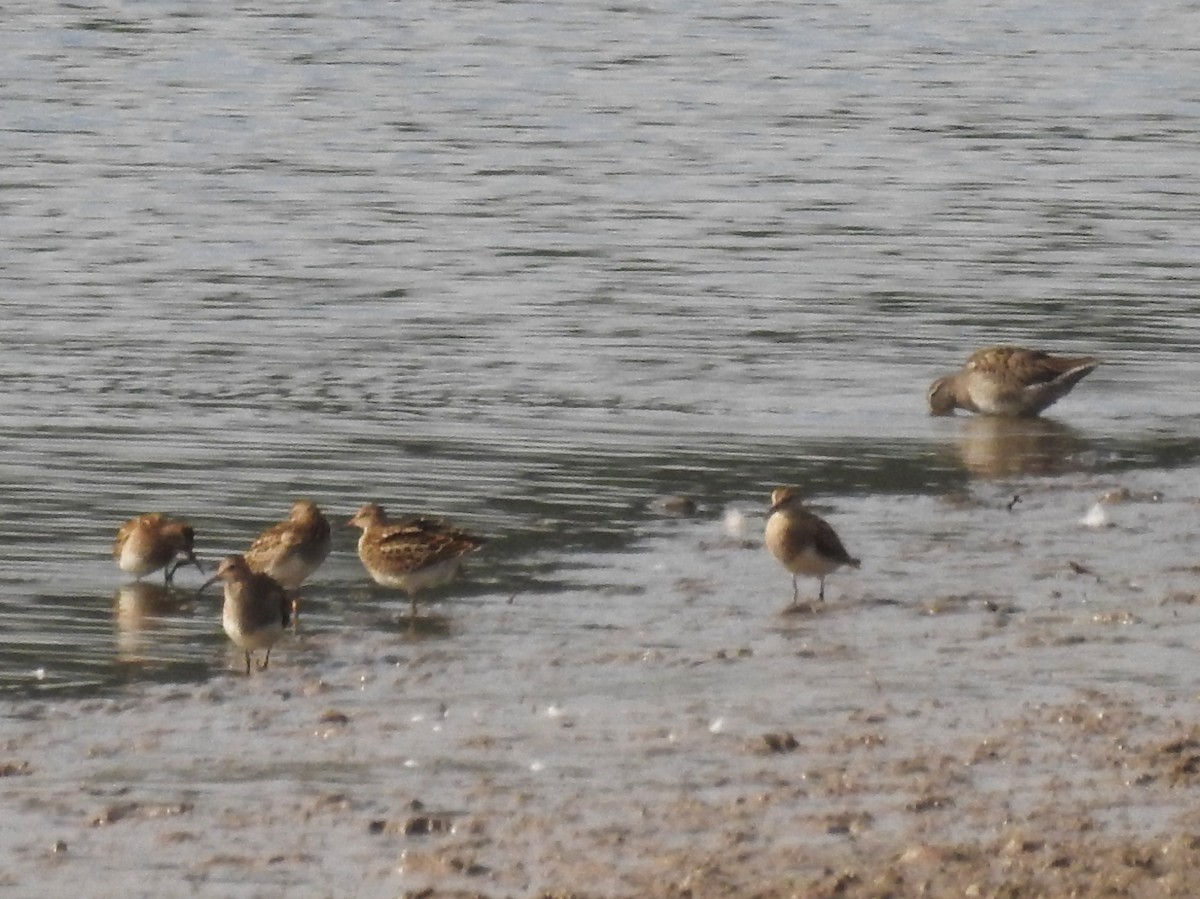 Graubrust-Strandläufer - ML36674401