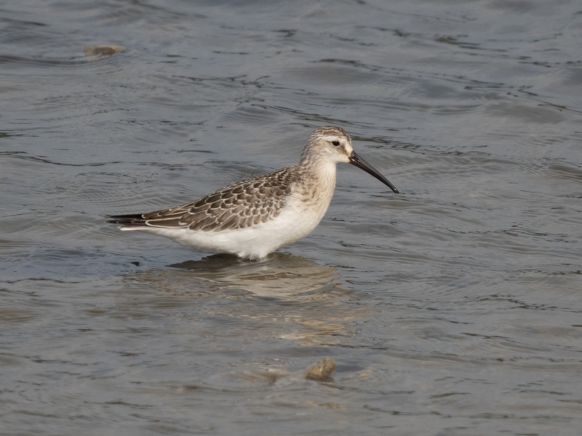 Curlew Sandpiper - ML366744541