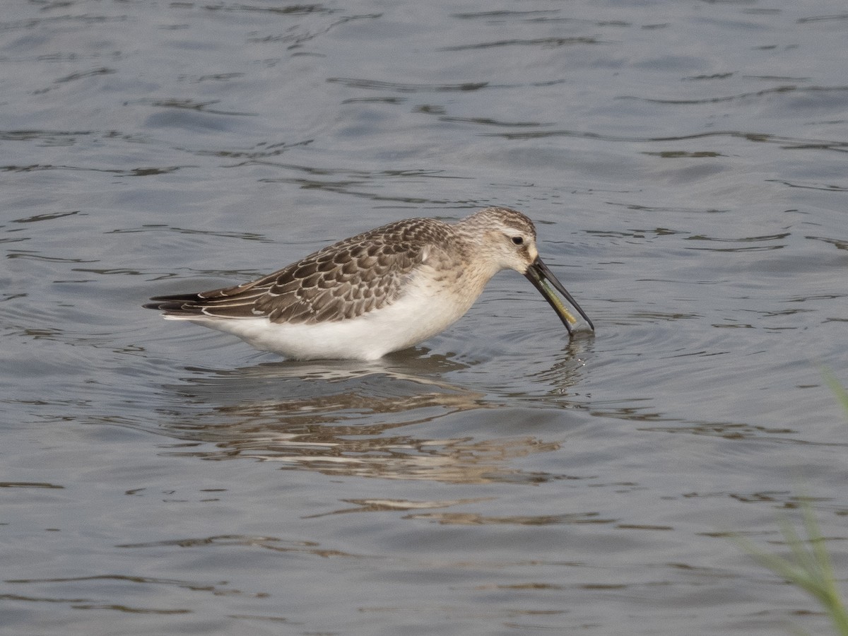 Curlew Sandpiper - ML366744551