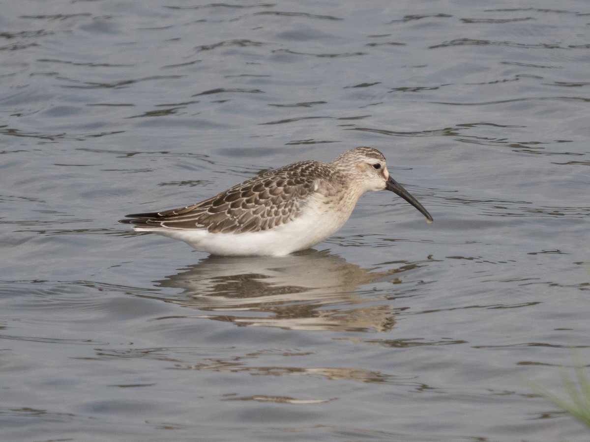 Curlew Sandpiper - ML366744561