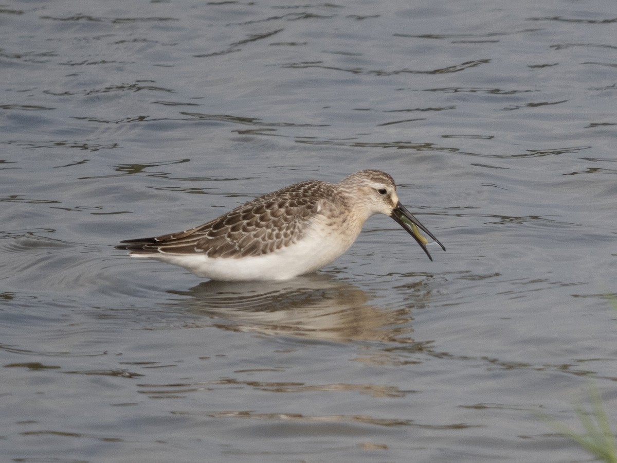 Curlew Sandpiper - ML366744571