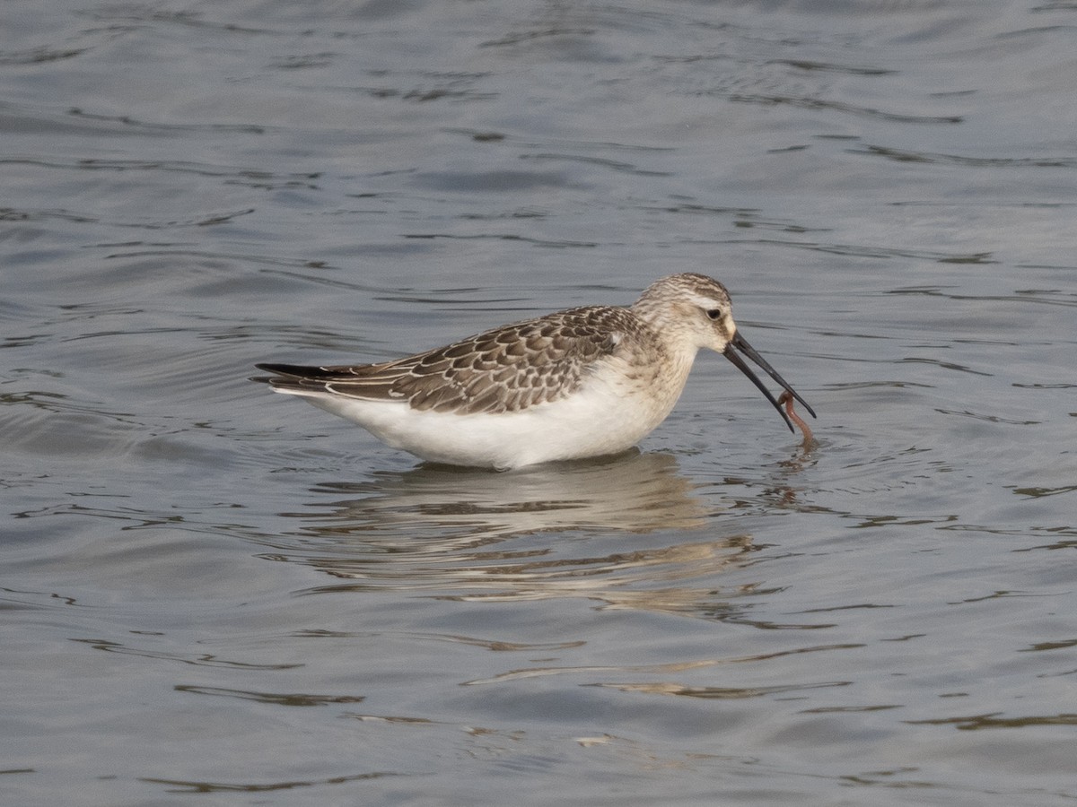 Curlew Sandpiper - ML366744581