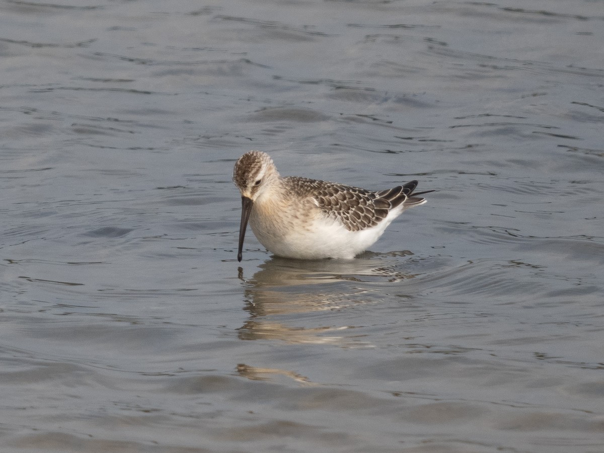 Curlew Sandpiper - ML366744591