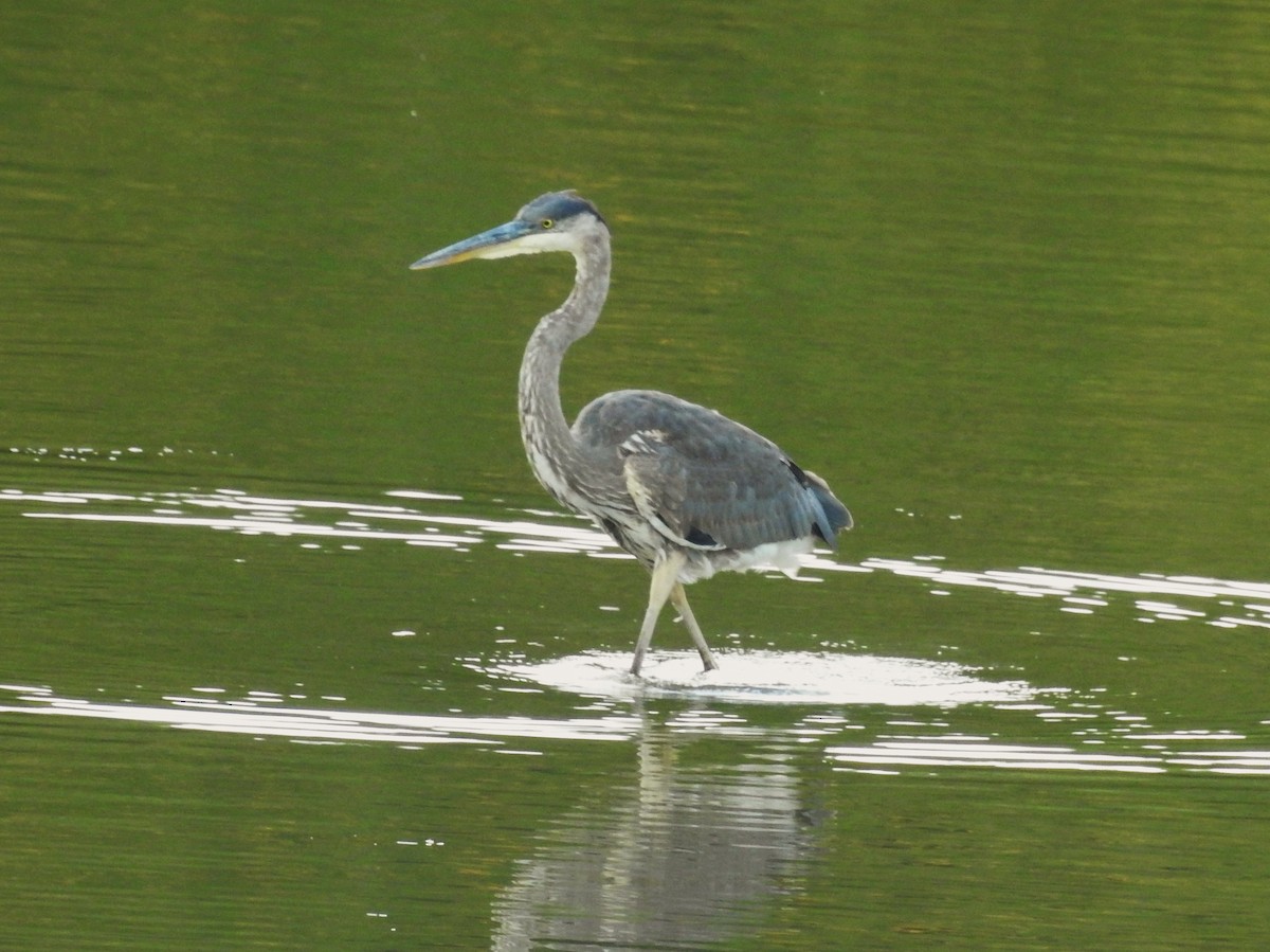 Great Blue Heron - ML36674681