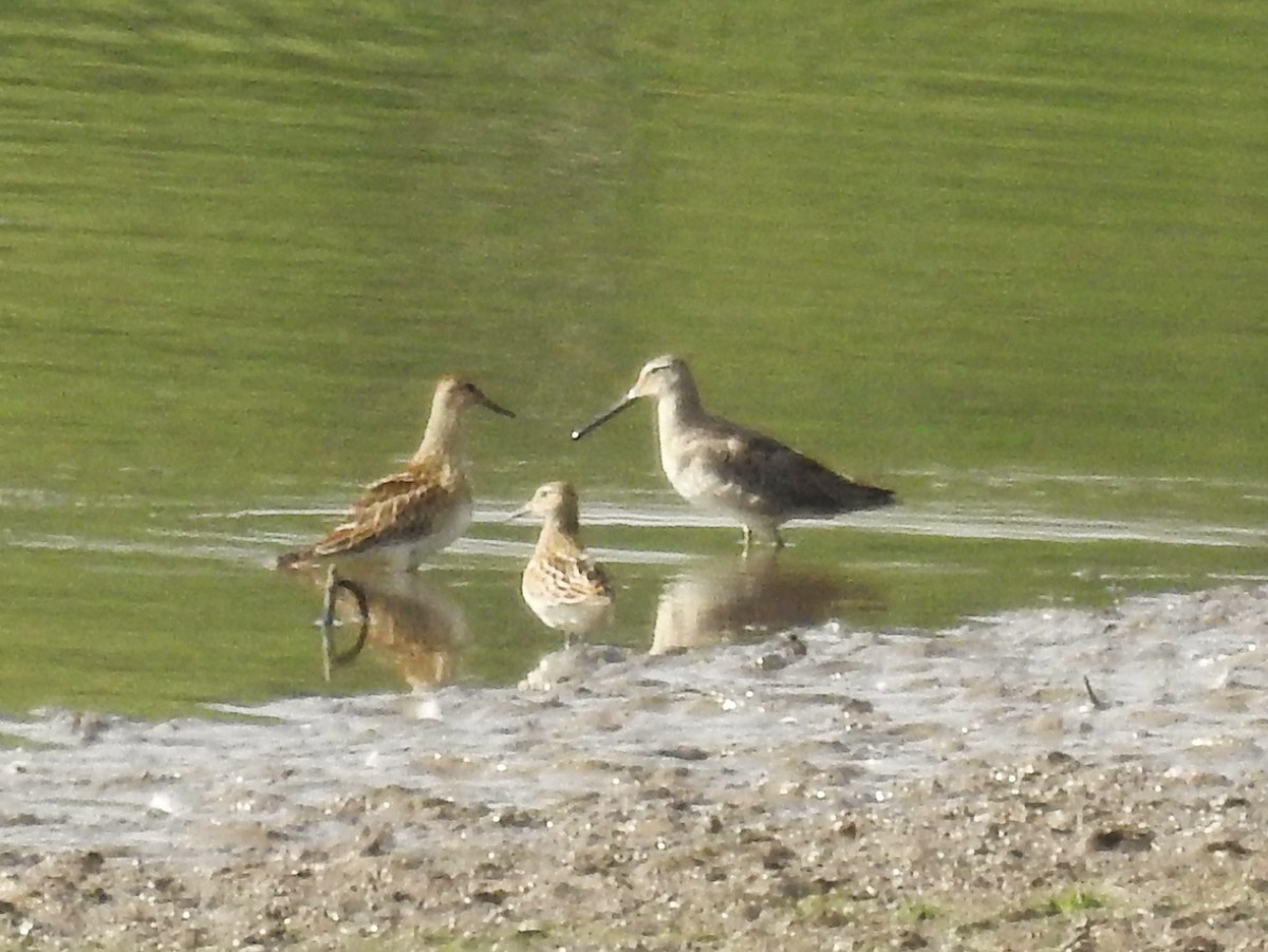 Long-billed Dowitcher - ML36674731