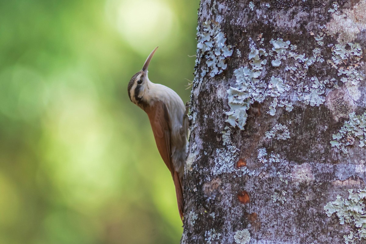 Narrow-billed Woodcreeper - ML366747321