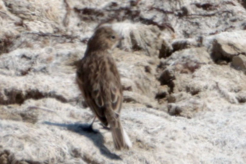Vesper Sparrow - ML366747551