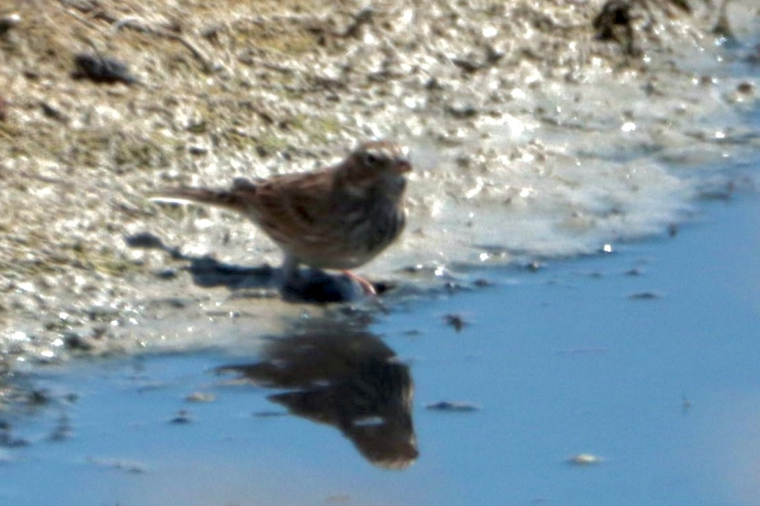 Vesper Sparrow - ML366747561