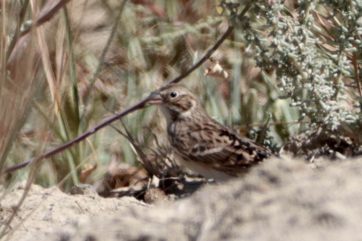 Vesper Sparrow - ML366747571