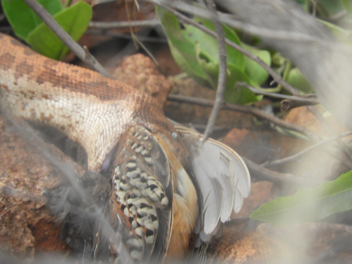 Barred Buttonquail - Tamarapalli Sri chakra pranav