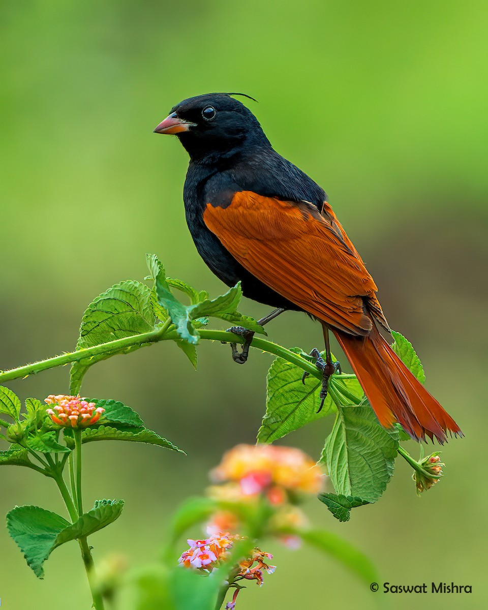 Crested Bunting - Saswat Mishra