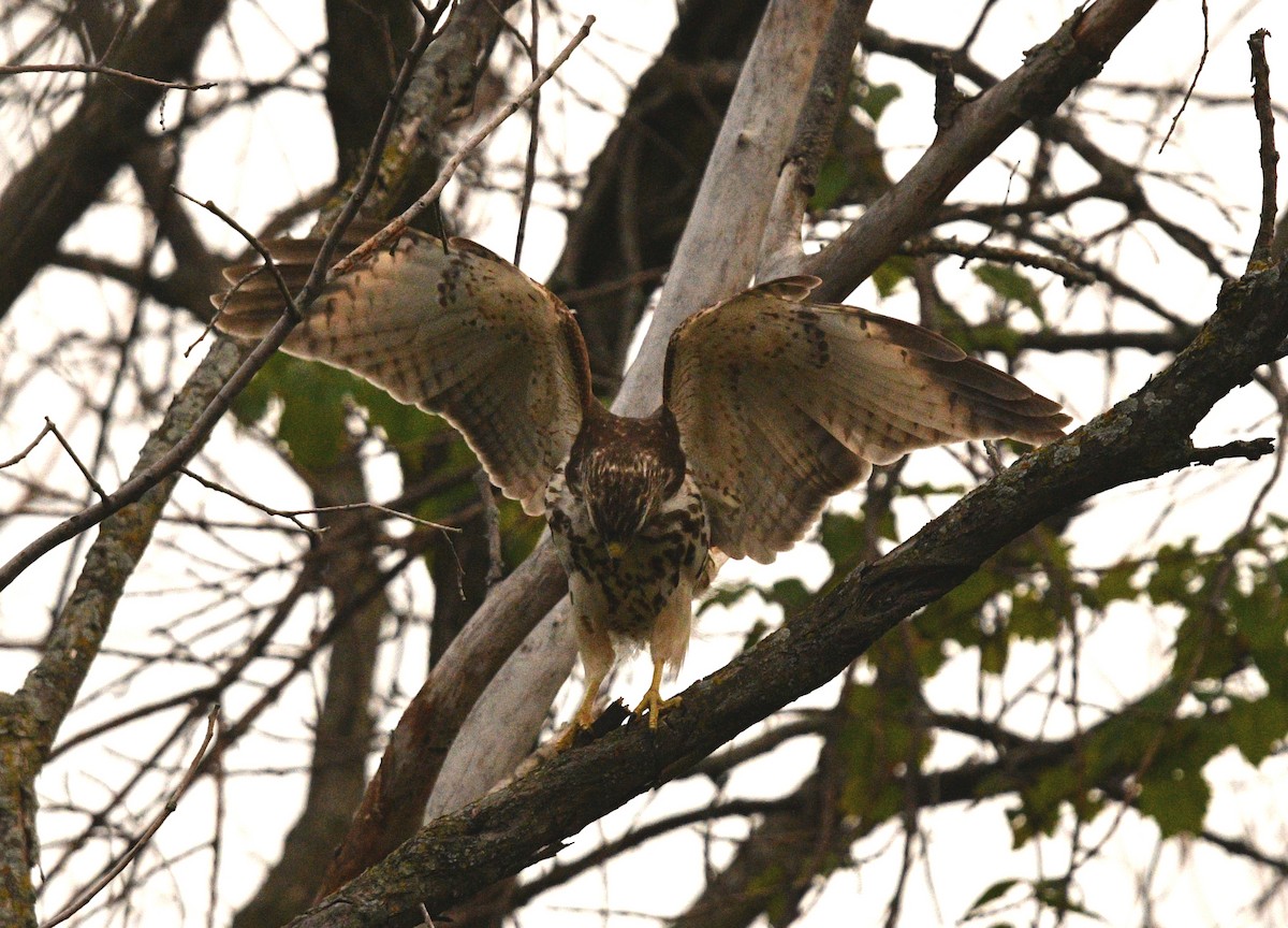 Broad-winged Hawk - ML366753271