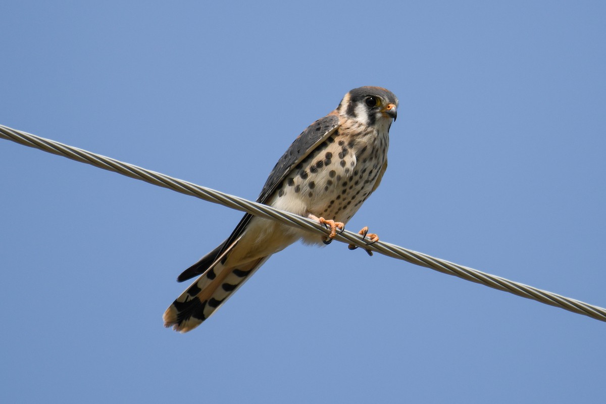 American Kestrel - ML366754711