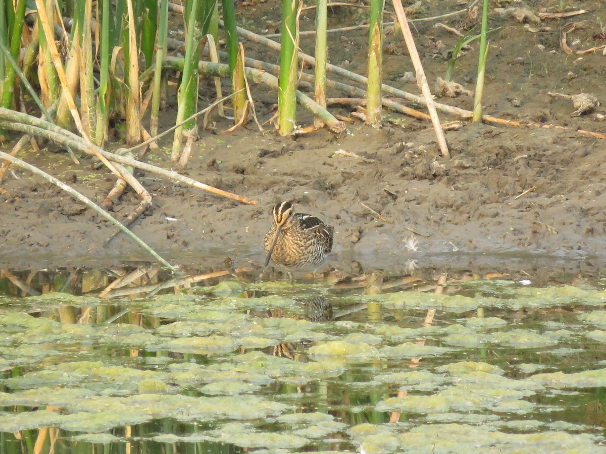 Wilson's Snipe - ML366756431