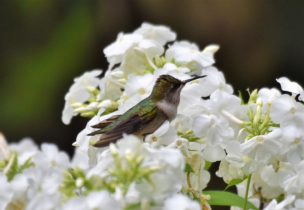 Ruby-throated Hummingbird - ML366757351