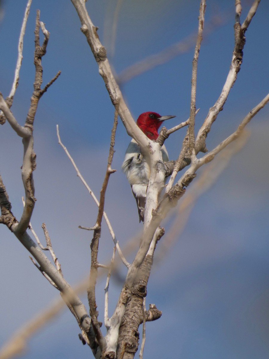 Red-headed Woodpecker - ML366759911