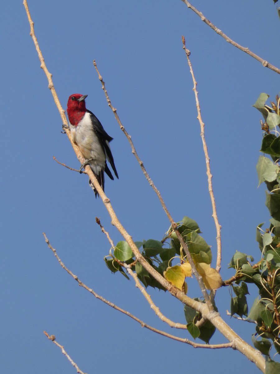 Red-headed Woodpecker - ML366759931